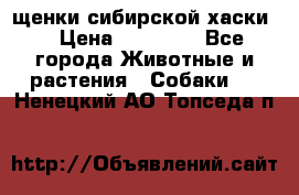 щенки сибирской хаски  › Цена ­ 10 000 - Все города Животные и растения » Собаки   . Ненецкий АО,Топседа п.